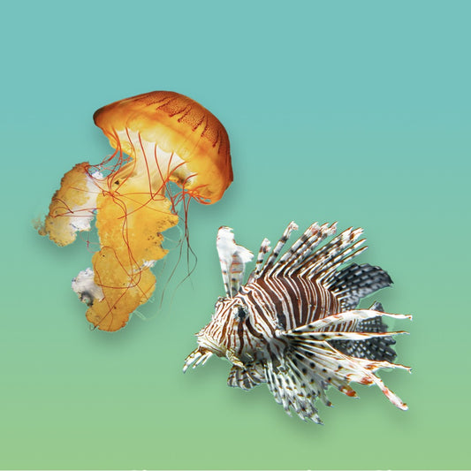 Jellyfish vs. Portuguese Man-of-War: Don't Mistake the Stingers, Trust the Science